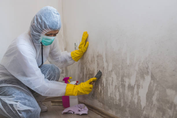 Office Mold Removal Services in The Village, OK